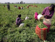 Селскостопански работници отглеждат грах във ферма в Индия.