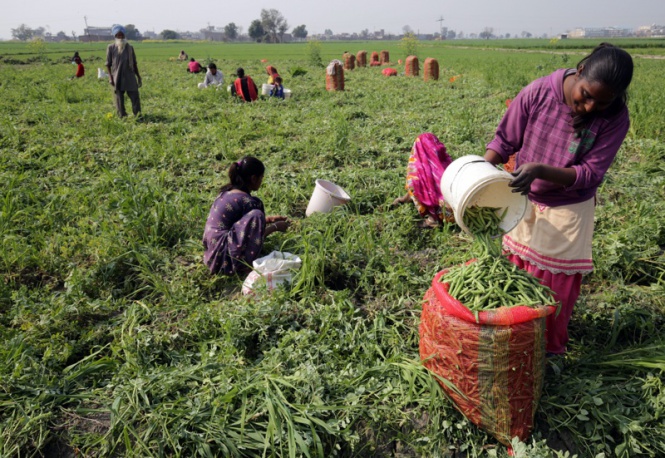 Селскостопански работници отглеждат грах във ферма в Индия.