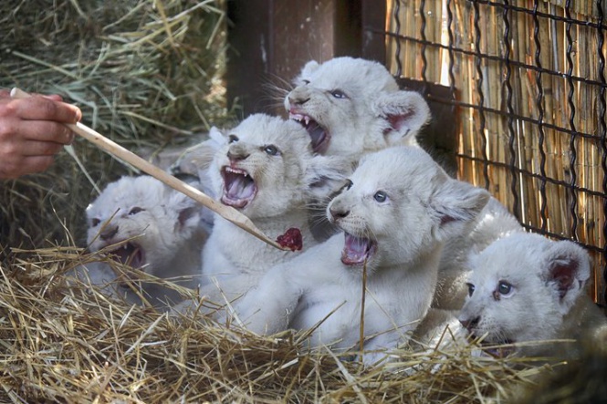 Рекорден брой новородени бели лъвчета в частна зоологическа градина в с. Демидив, Украйна.