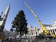 На площад "Свети Петър"  тържествено поставиха коледното дръвче